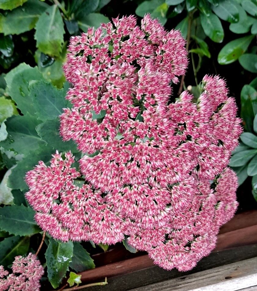Stonecrop Sedums